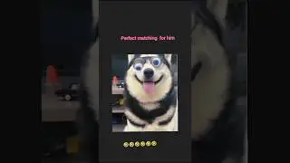 perfect matching #trending #viral #dog