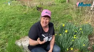 Que faire avec les bulbes de tulipes, jacinthes ou narcisses? Capsule horticole Marthe Laverdière