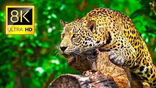 Amazing Wild Animals Collection   8K HDR Ultra HD   Spectacular Wildlife Footage