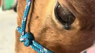 Amazing fillies - half sisters