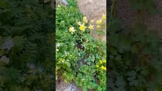SuperBloom
