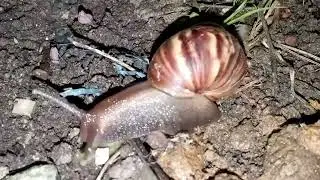 Snails at night