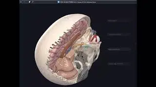 7 02 CN VI) Abducent Nerve