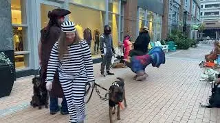 Pack Walk #6 | Dog Training | Puppy Training | obedience school for Dogs | behavioral modification 
