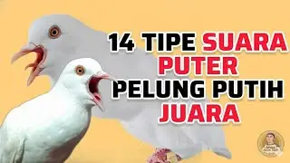 14 Tipe Suara Puter Pelung Putih Manakah Yang Paling Bagus Menurut Anda Lur ❓