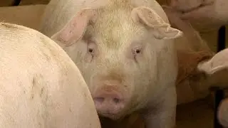 Hog Market Analysis - Ron Plain - May 20, 2016