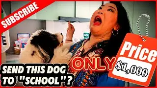Dog spas, schools, swimming pools & buffet &mdash; 