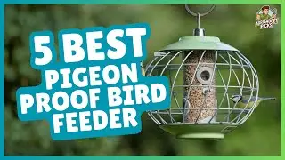 Top 5 Best Pigeon Proof Bird Feeders 2025 | Feed Birds, Block Pests!