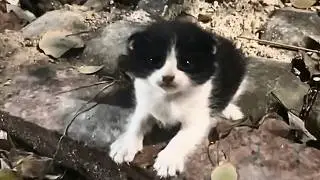 Под деревом я встретил одинокого котёнка, и в тот взгляд я понял, что наша история начинается...