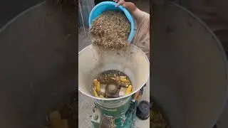 CRUNCHY Corn Mill Sounds (For Sleep#contentINSULATIONSHARINGPLAN#cutebabysinging#so cute