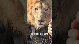 Do Lions Like CATNIP? #fun #animals #cat
