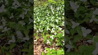 Trillium Flowers in Ontario Canada #flowers
