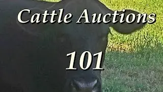 Cattle Auctions 101 | Learning To Make Money At Auctions
