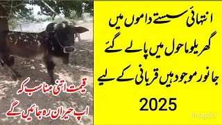 Eid Qurbani Bull for Sale |  Domail Janwar Mandi 2025 |Qurbani Bulls 2025 in Pakistan #2025Qurbani