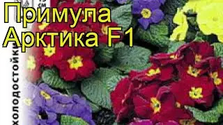 Примула обыкновенная Арктика. Краткий обзор, описание характеристик primula acaulis