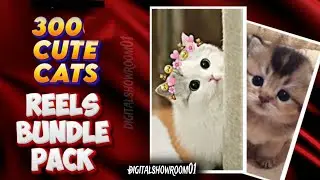 🐾 Cute & Funny Cat Reels Bundle 😻 | Viral Cats Reaction Pack | Download Now!