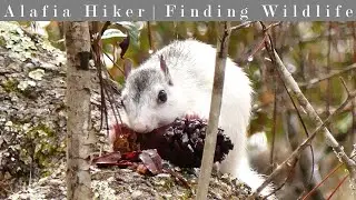 Ochlockonee River State Park: Hiking, Biking, Camping