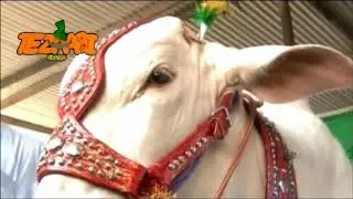 Bakra Mandi Bakra Eid   Punjabi Totay Funny Tezabi Totay 20171