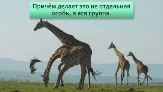 Жирафы  Едят падаль,в подмышках спят птицы  детеныши падают с высоты 2 х метров при рождении