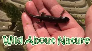 There Be Dragons Part 1 - Palmate Newt Identification