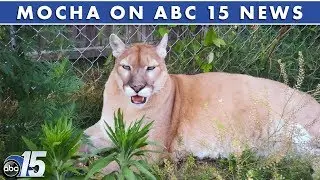 Local Mountain Lion owners say goodbye to Mocha after 19 years - WPDE