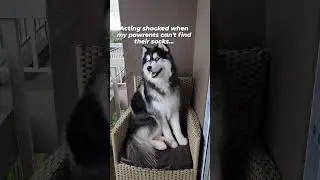 😆I swear it wasn't me😆 #huskylife #huskyworld #huskylovers #huskyshorts #howlinghusky #funnyshorts