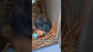 Will This Bird Egg Ever Hatch? #birdeggs