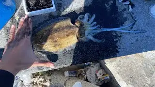 Sepia de medio kg😱 ( Pesca  en el puerto de masnou) Ft: &Aacute;lvaro, Milton, Josu&eacute; 