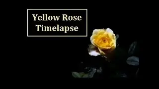 Timelapse - Amazing Yellow rose opening | Flower opening time lapse