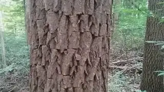 Sassafras bark