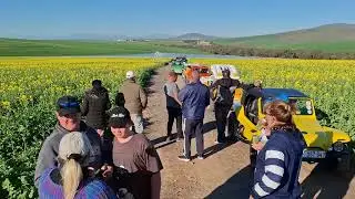 The Wild Buggers' Golden Stroll! A Walk in the Canola Fields! #beachbuggy #vwaircooled #wildbuggers