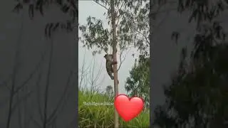 tendue ki chalaki#video #trending