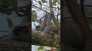🦥Sloth Dancing!