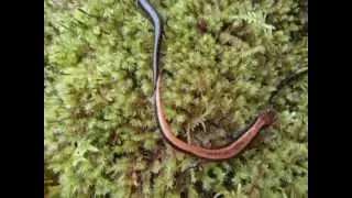 Plethodon salamanders in the Oregon wilderness