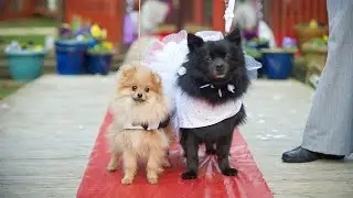 Cute Doggy Wedding