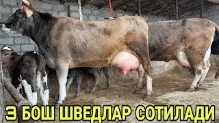 2- 3- БОЛЛАРИ ЧЕМПИОН ШВЕД СУТДОР СИГИРЛАР СОТИЛАДИ SOTILADIGON SIGIRLAR NARXLARI 21 января 2026 г