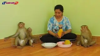 Smart Kako Luna And Little Olly Eats Sweet Mango Fruit