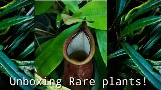 Unboxing Rare plants/ Nepenthes or pitcher plants and Blue oil fern ❤️