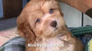 Gorgeous Blue Eyed Lasa Poo Pups - Micheline