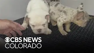 Children, animals removed from Commerce City home, couple arrested