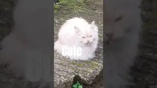 #catlover #kitten #housepets #animal