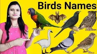 Learn Birds Name Hindi & English Language Both | पक्षियों के नाम | Birds Name | Birds Names