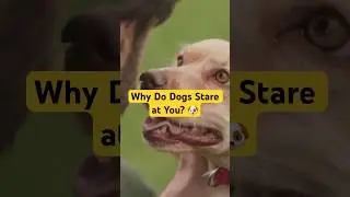 Why Do Dogs Stare at You? 🐶