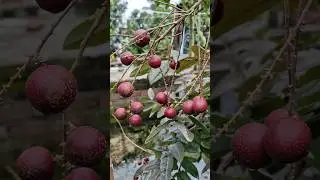 Longan#garden #gardening #nature #gardeningtips