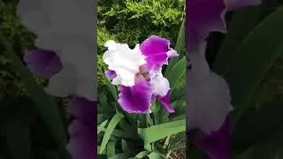 Purple Silk Iris
