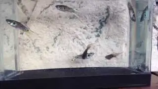 Doppelschwert Guppy Wiener Smaragd - Grundfarbe grau
