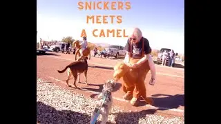 Hi jolly parade, lunch, Stacey's camel ride, Desert 2024, Ep 9