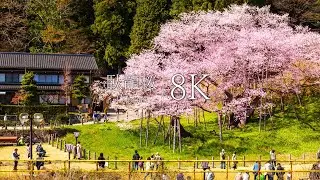 【1100回の春を越えた桜】臥龍桜を訪ねて - Japan in 8K