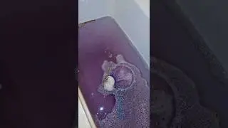 The best bath bomb combo #lush #bathbomb #trending #review #productreview #skincare #selfcare #bath