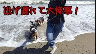 【ドタバタ】カバ初めての海！